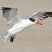 Caspian Tern